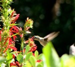 hummingbird, ruby-throated hummingbird, female hummingbird, cardinal flower, red perrenial