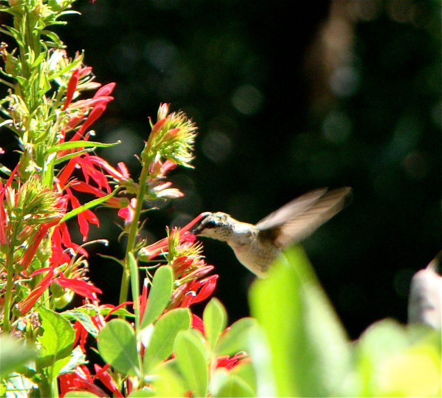 hummingbird, ruby-throated hummingbird, female hummingbird, cardinal flower, red perrenial