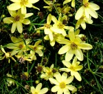 Coreopsis "Moonbeam", yellow flowers, daisy-like flowers