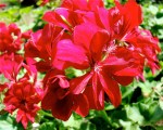 Red geraniums