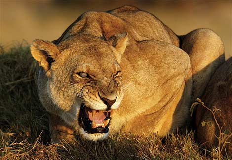 Lioness Ready to Pounce