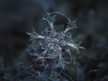 Snow Flake photograph by Alexey Kljatov